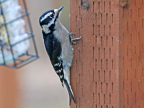 Downy Woodpecker (Picoides pubescens)