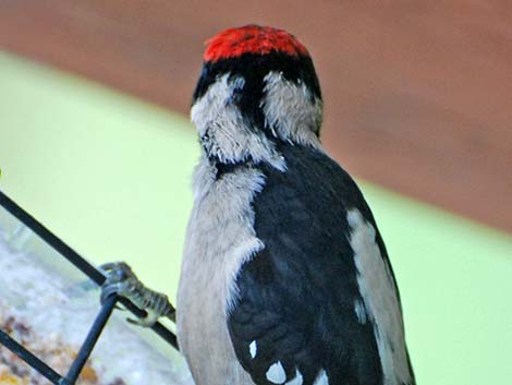 Downy Woodpecker (Picoides pubescens)