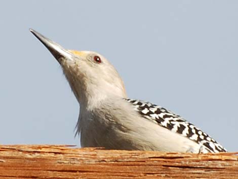 Golden-fronted Woodpecker (Melanerpes aurifrons)