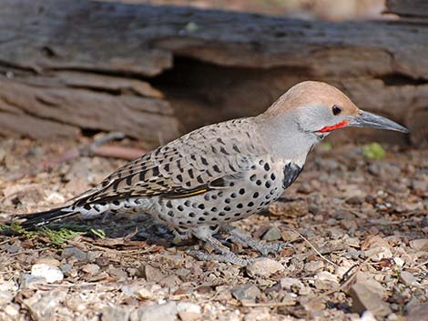 Gilded Flicker (Colaptes chrysoides)