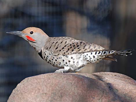 Gilded Flicker (Colaptes chrysoides)