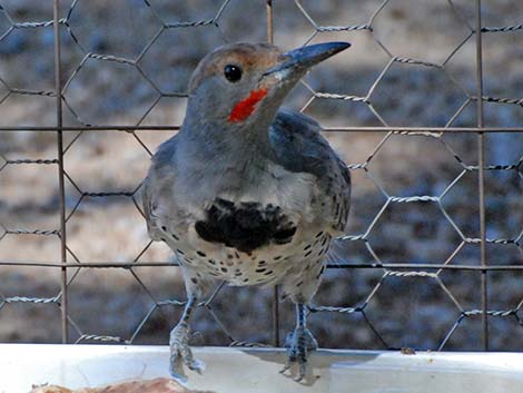 Gilded Flicker (Colaptes chrysoides)