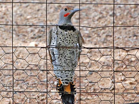 Gilded Flicker (Colaptes chrysoides)