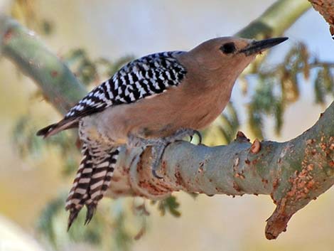 Gila Woodpecker (Melanerpes uropygialis)