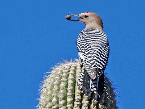 Gila Woodpecker (Melanerpes uropygialis)