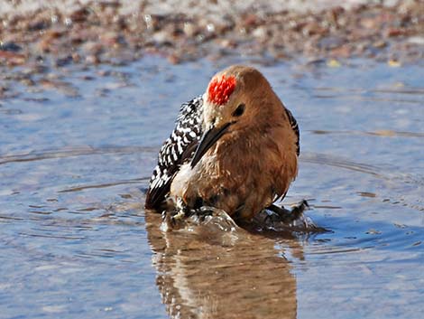 Gila Woodpecker (Melanerpes uropygialis)