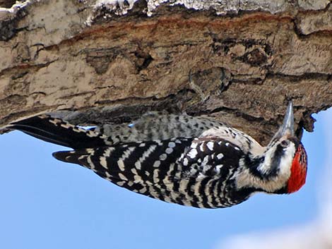 Ladder-backed Woodpecker (Picoides scalaris)