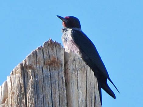 Lewis' Woodpecker (Melanerpes lewis)