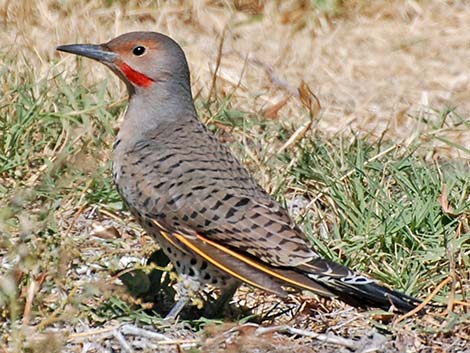 Northern Flicker (Colaptes auratus)