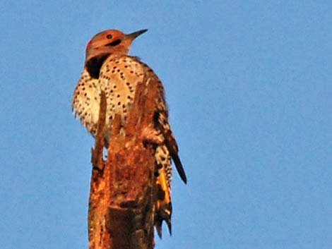 Northern Flicker (Colaptes auratus)