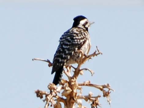 Nuttall's Woodpecker (Picoides nuttallii)