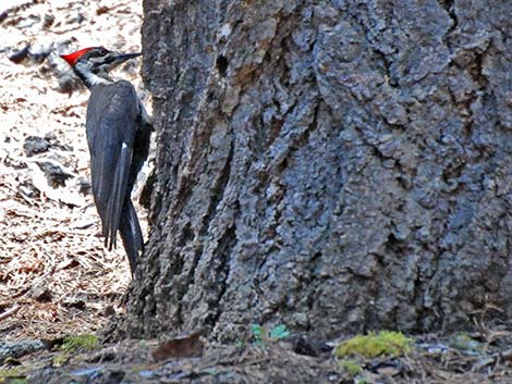 Pileated Woodpecker (Dryocopus pileatus)