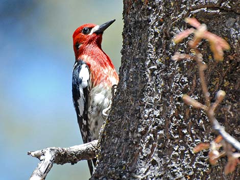 Red-breasted Sapsucker (Sphyrapicus ruber)