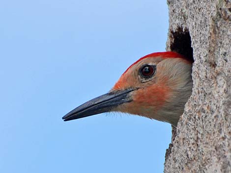 Red-bellied Woodpecker (Melanerpes carolinus)