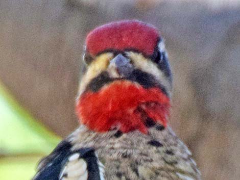 Red-naped Sapsucker (Sphyrapicus nuchalis)