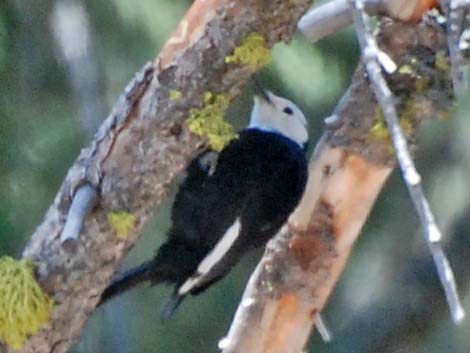 White-headed Woodpecker (Picoides albolarvatus)