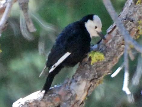 White-headed Woodpecker (Picoides albolarvatus)