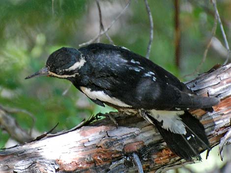 Williamson's Sapsucker (Sphyrapicus thyroideus)