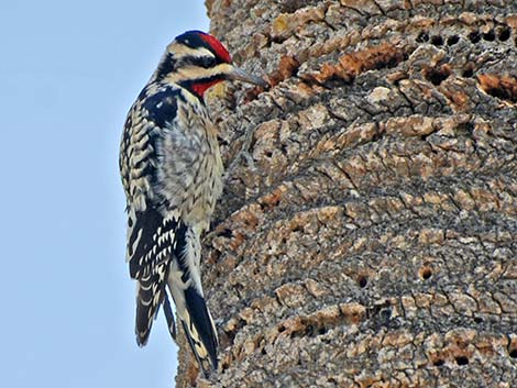 Yellow-bellied Sapsucker (Sphyrapicus varius)