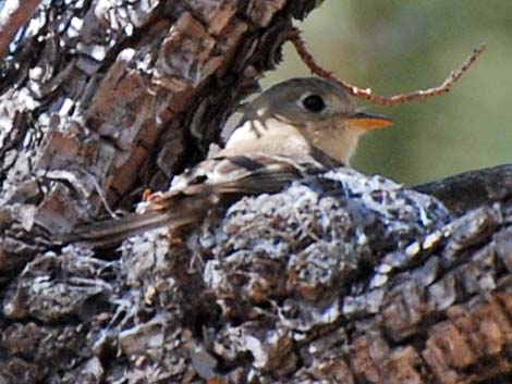 Buff-breasted Flycatcher (Empidonax fulvifrons)