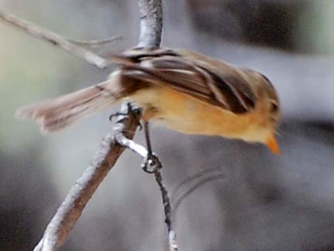 Buff-breasted Flycatcher (Empidonax fulvifrons)