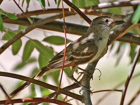 Brown-crested Flycatcher (Myiarchus tyrannulus)