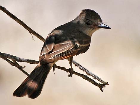 Brown-crested Flycatcher (Myiarchus tyrannulus)