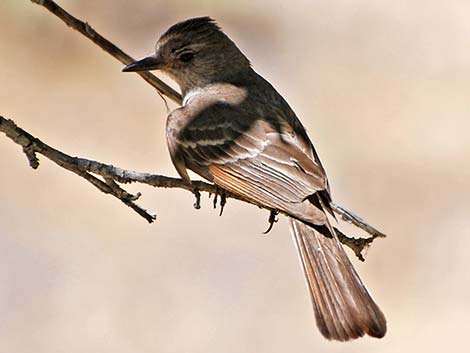 Brown-crested Flycatcher (Myiarchus tyrannulus)