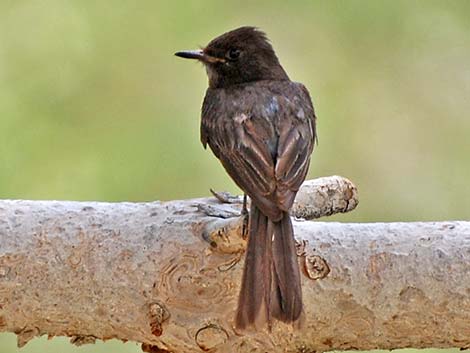 Black Phoebe (Sayornis nigricans)