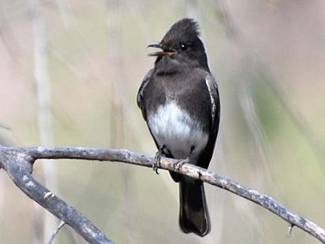 Black Phoebe (Sayornis nigricans)