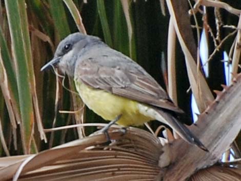 Cassin's Kingbird (Tyrannus vociferans)