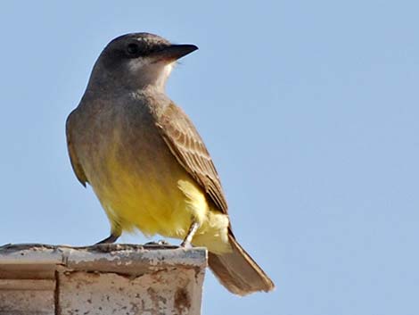 Cassin's Kingbird (Tyrannus vociferans)