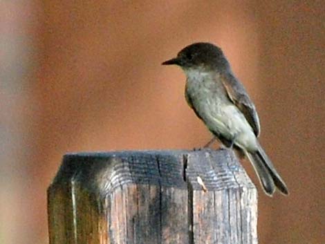 Eastern Phoebe (Sayornis phoebe)