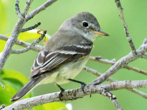 Empidonax Flycatcher