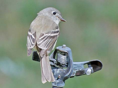 Empidonax Flycatcher (Empidonax sp.)