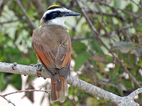 Great Kiskadee (Pitangus sulphuratus)