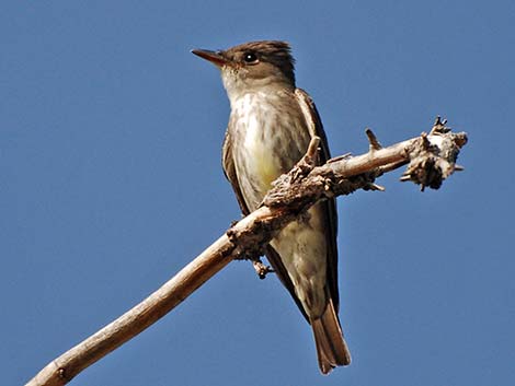 Olive-sided Flycatcher (Contopus cooperi)