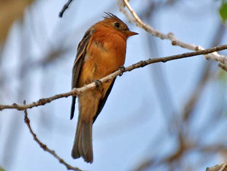 Tufted Flycatchers (Mitrephanes phaeocercus)