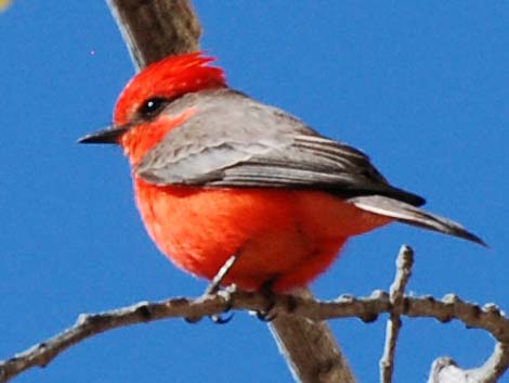 Vermilion Flycatcher (Pyrocephalus rubinus)