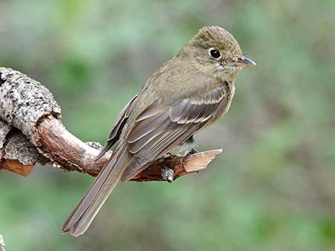 Western Flycatchers (Empidonax difficilis)