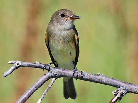 Willow Flycatcher (Empidonax traillii)