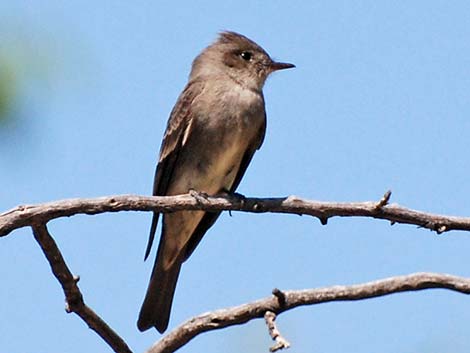 Western Wood-Pewee (Contopus sordidulus)