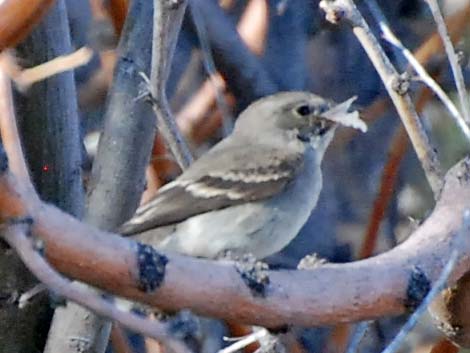 Western Wood-Pewee (Contopus sordidulus)