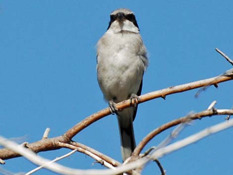 Loggerhead Shrike (Lanius ludovicianus)