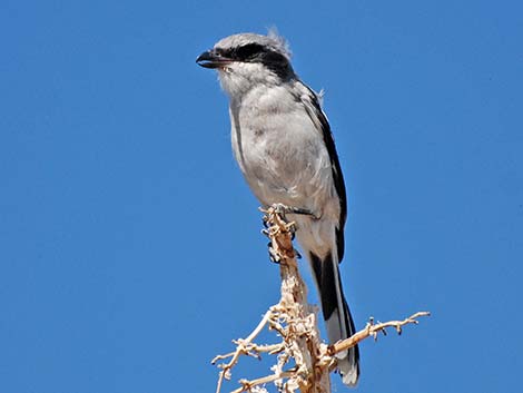 Loggerhead Shrike (Lanius ludovicianus)