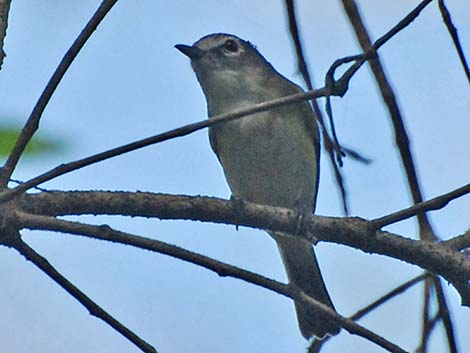 Blue-headed Vireo (Vireo solitarius)