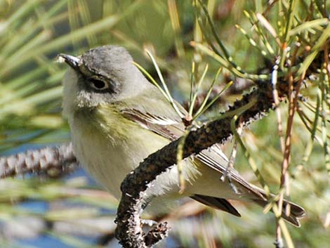 Cassin's Vireo (Vireo cassinii)