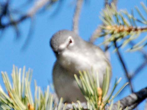 Gray Vireo (Vireo vicinior)