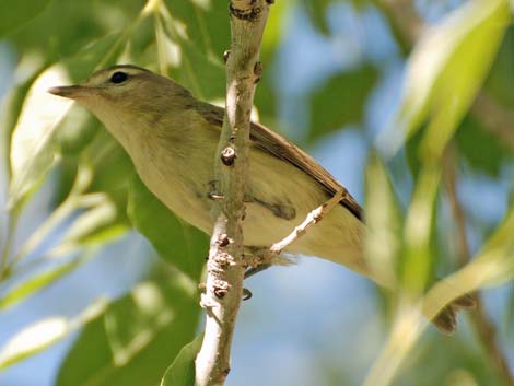 Warbling Vireo (Vireo gilvus)