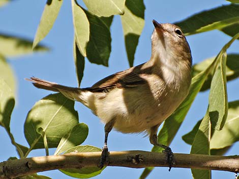 Warbling Vireo (Vireo gilvus)